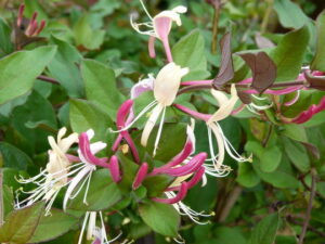 Lonicera japonica "Chinensis"